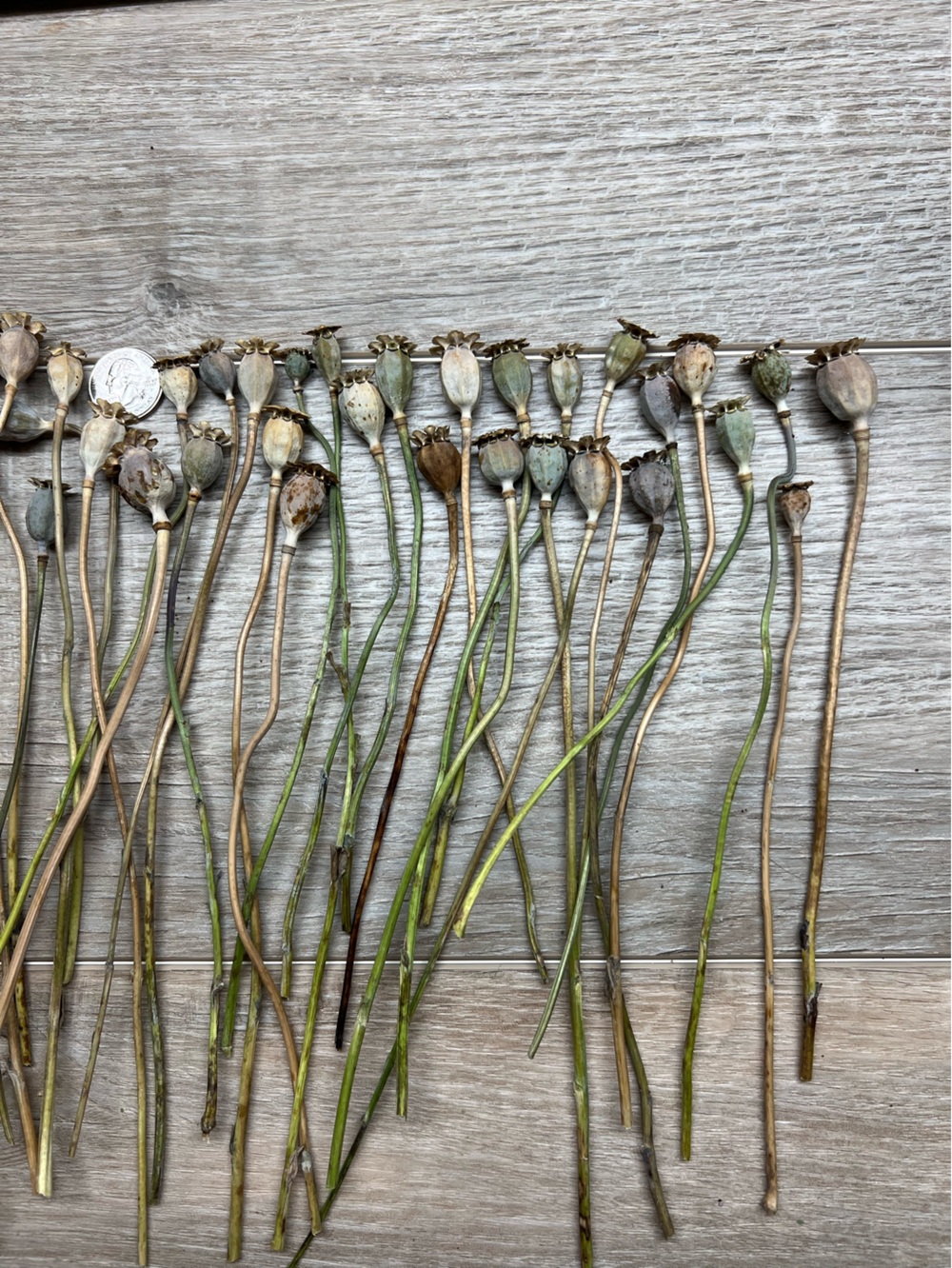 Natural Dried Poppy Pods Bundle - Green/Tan Home Accent - Picture 3 of 3